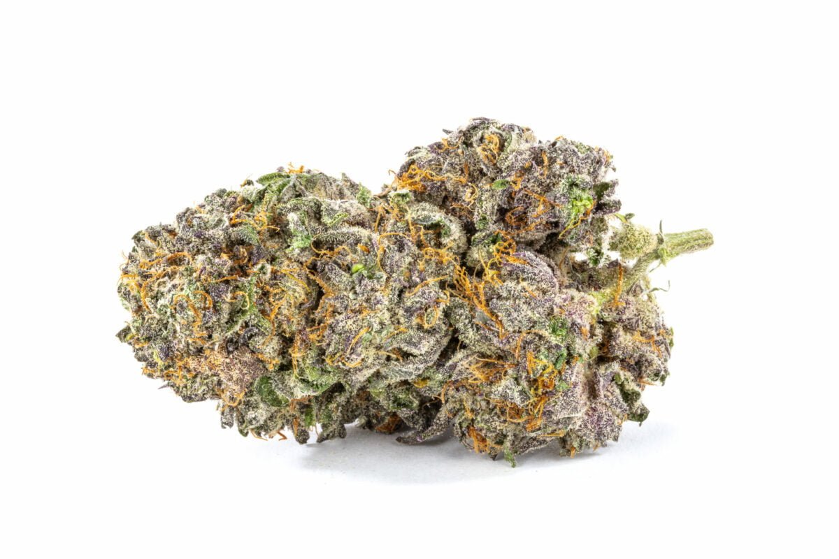 Purple x Gorilla glue Strain