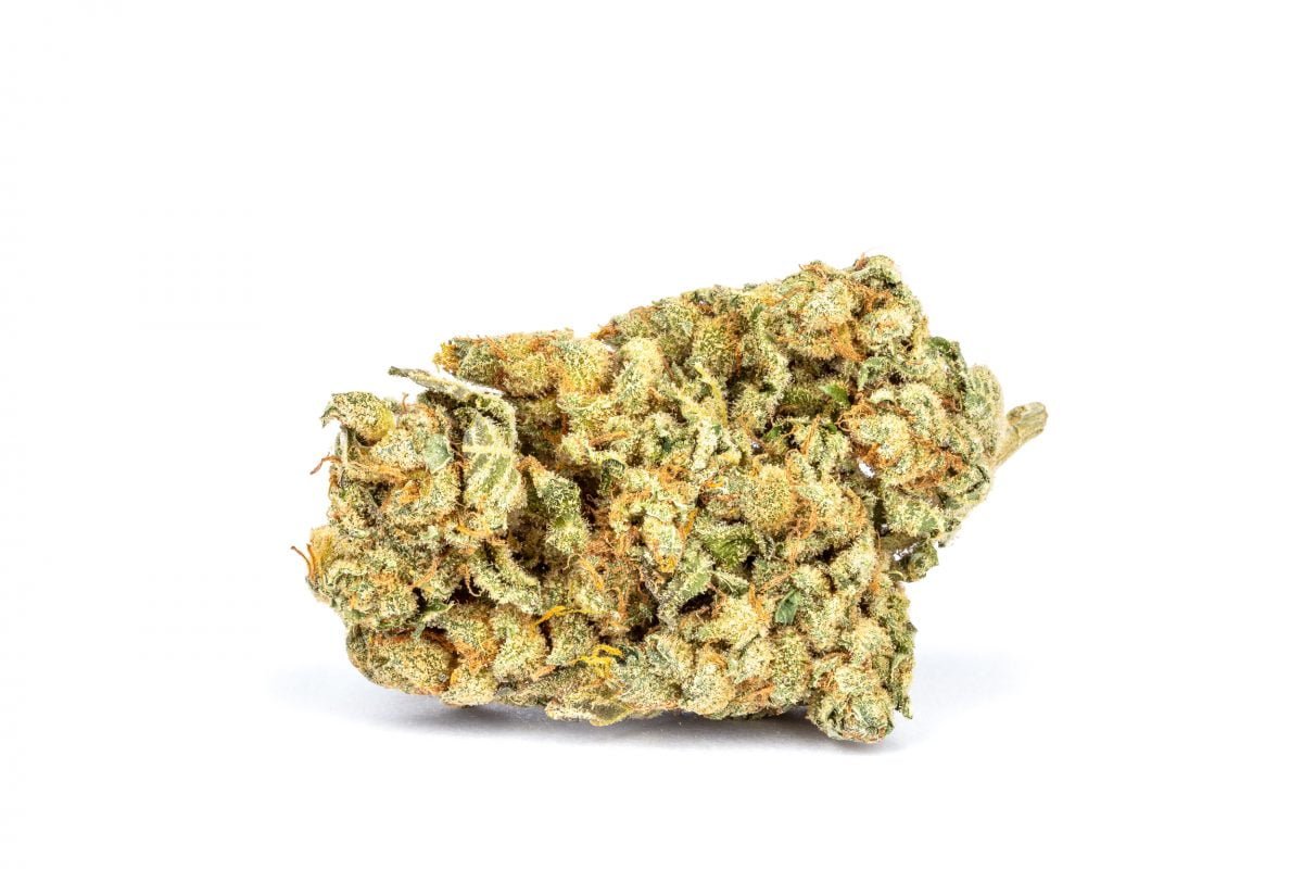 Mimosa
