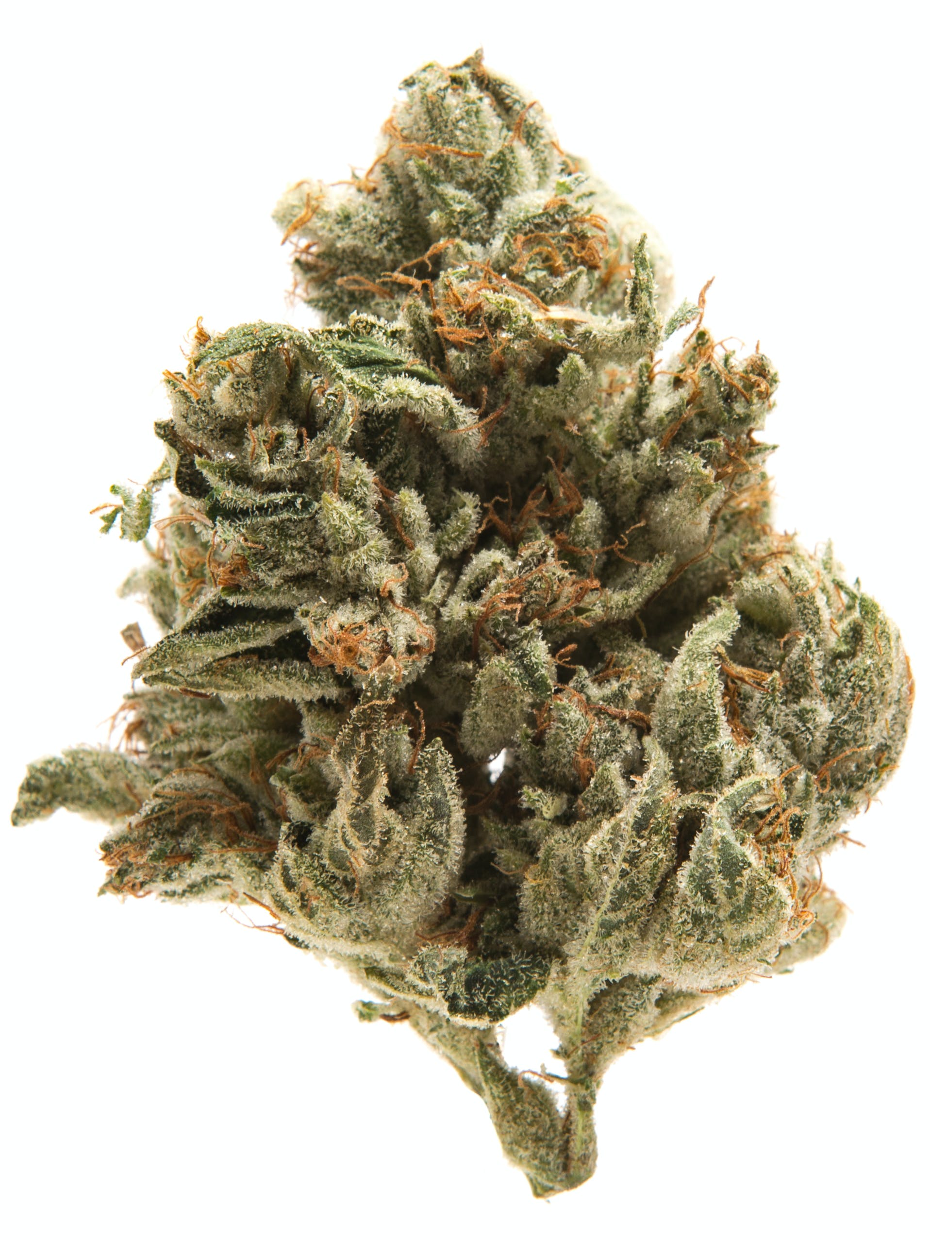 L.A. Confidential Strain