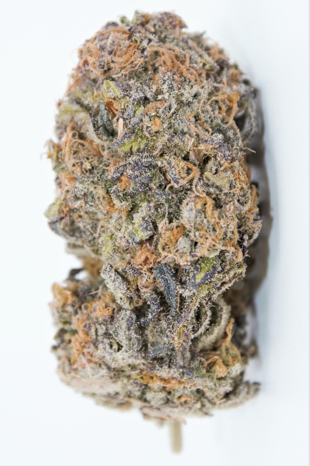 Blackberry Hammer