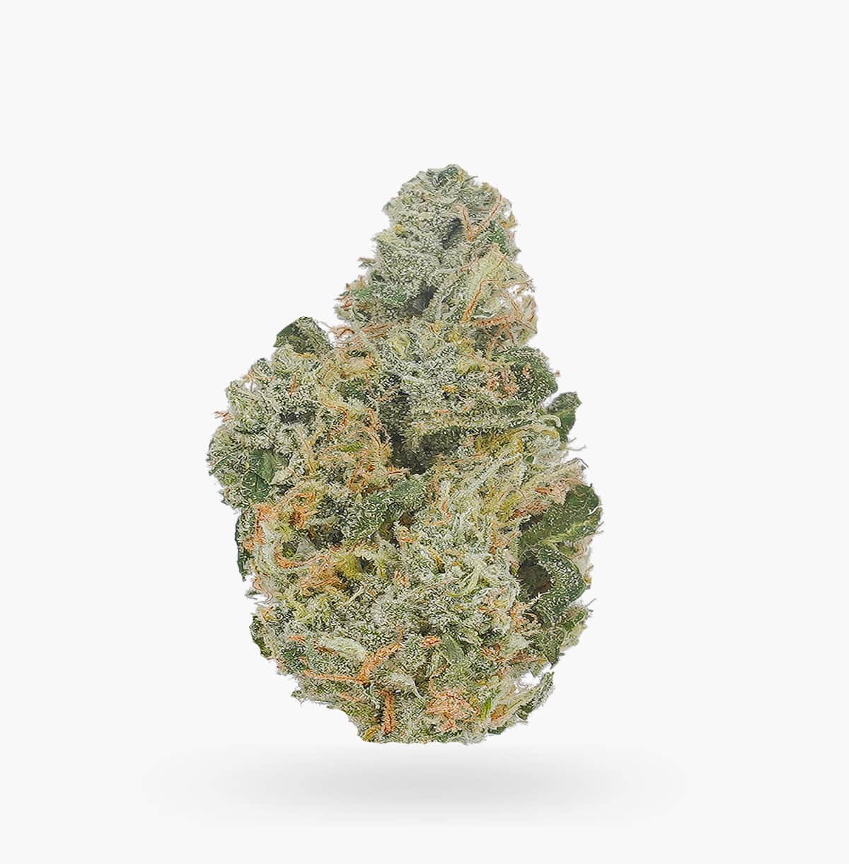 Blueberry Lambs Breath