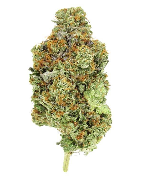 Skunk #1