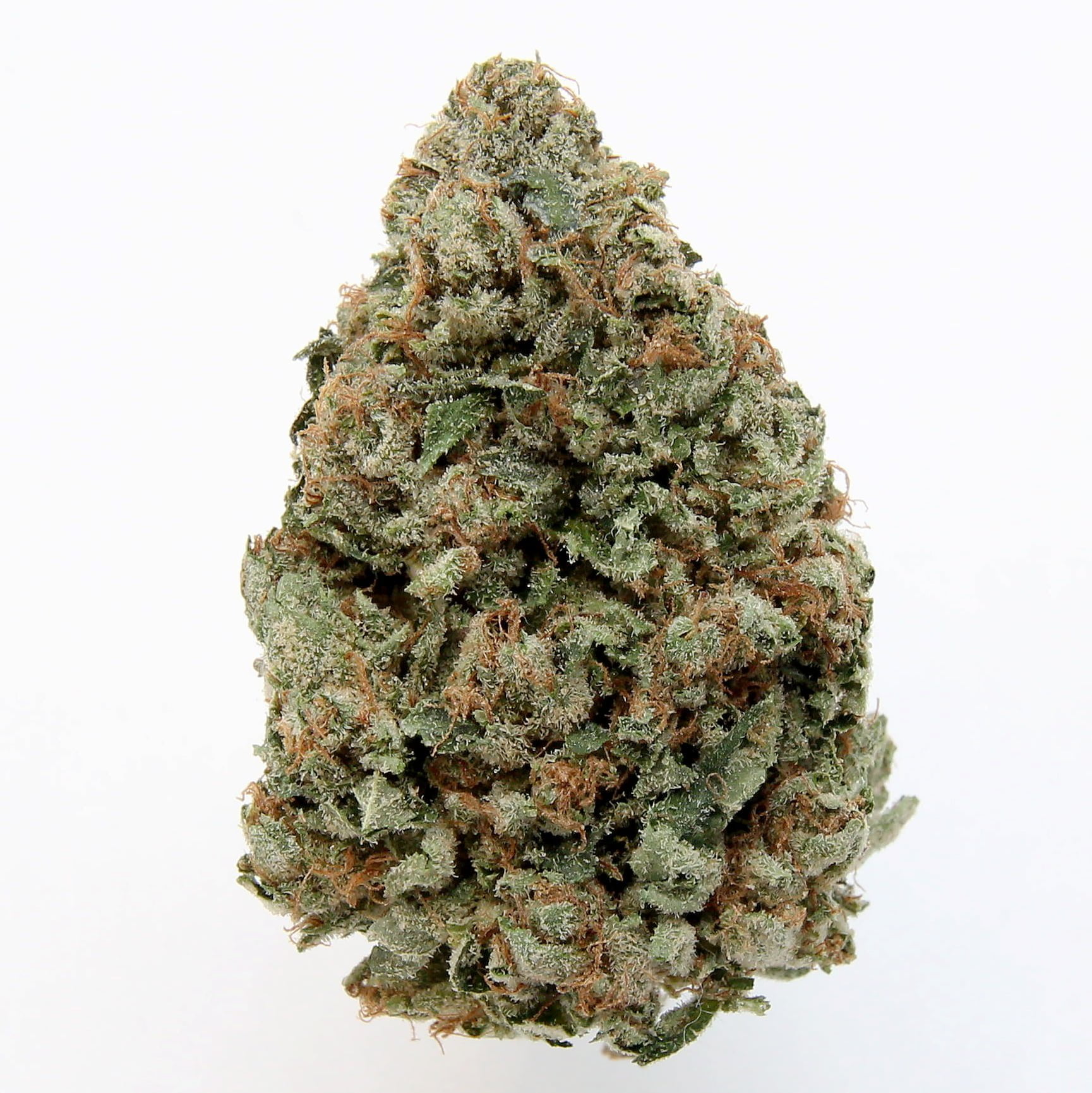 Master Kush