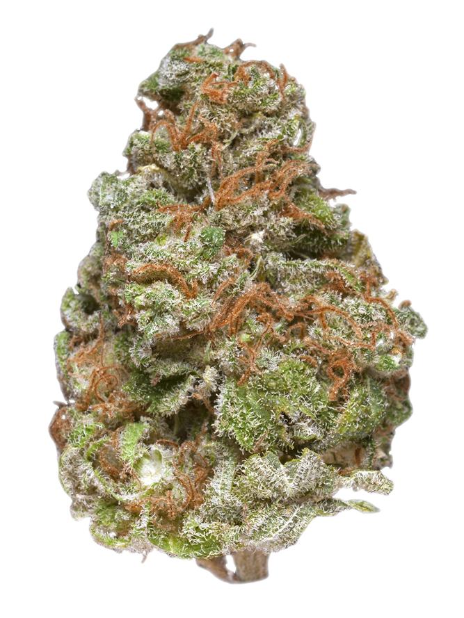 Sugar Cookie