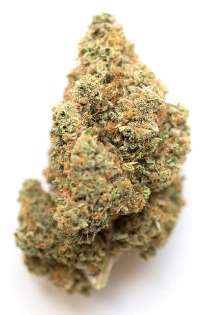 Gas Mask - BULK
