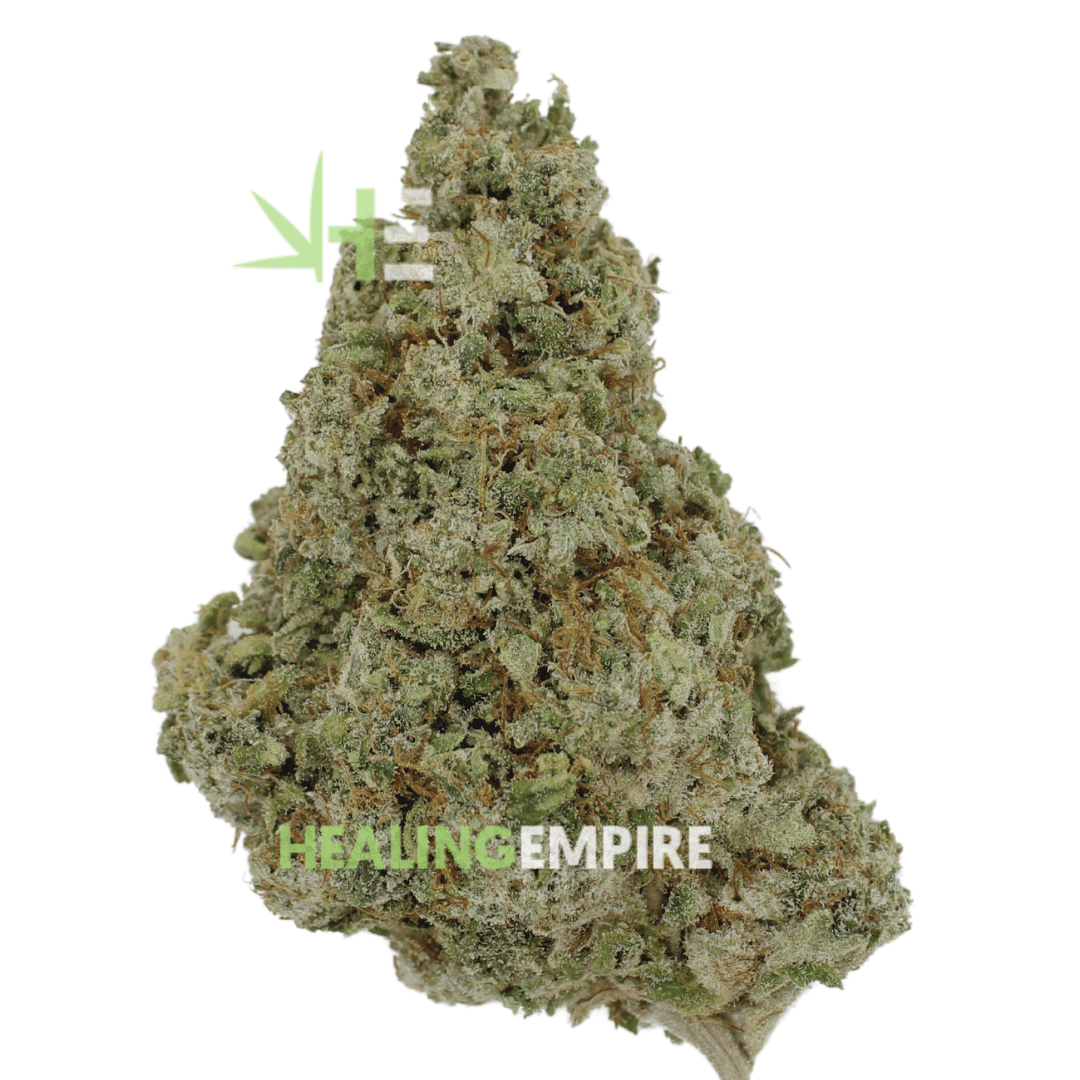 AA Black Domina