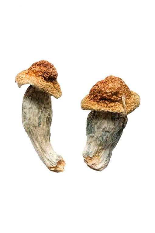 Penis Envy