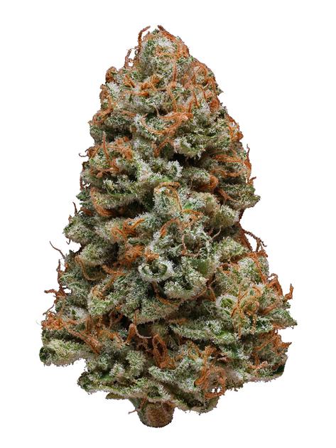 Northern Lights - BULK