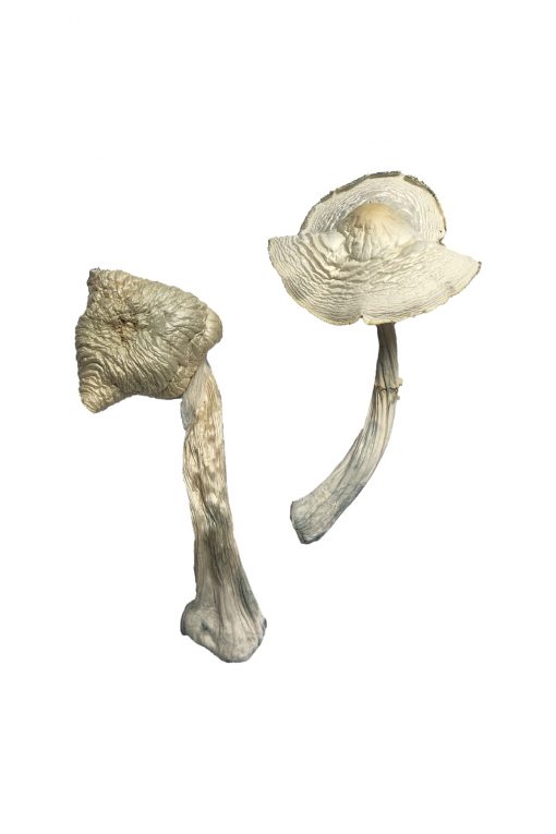 Albino Mushroom