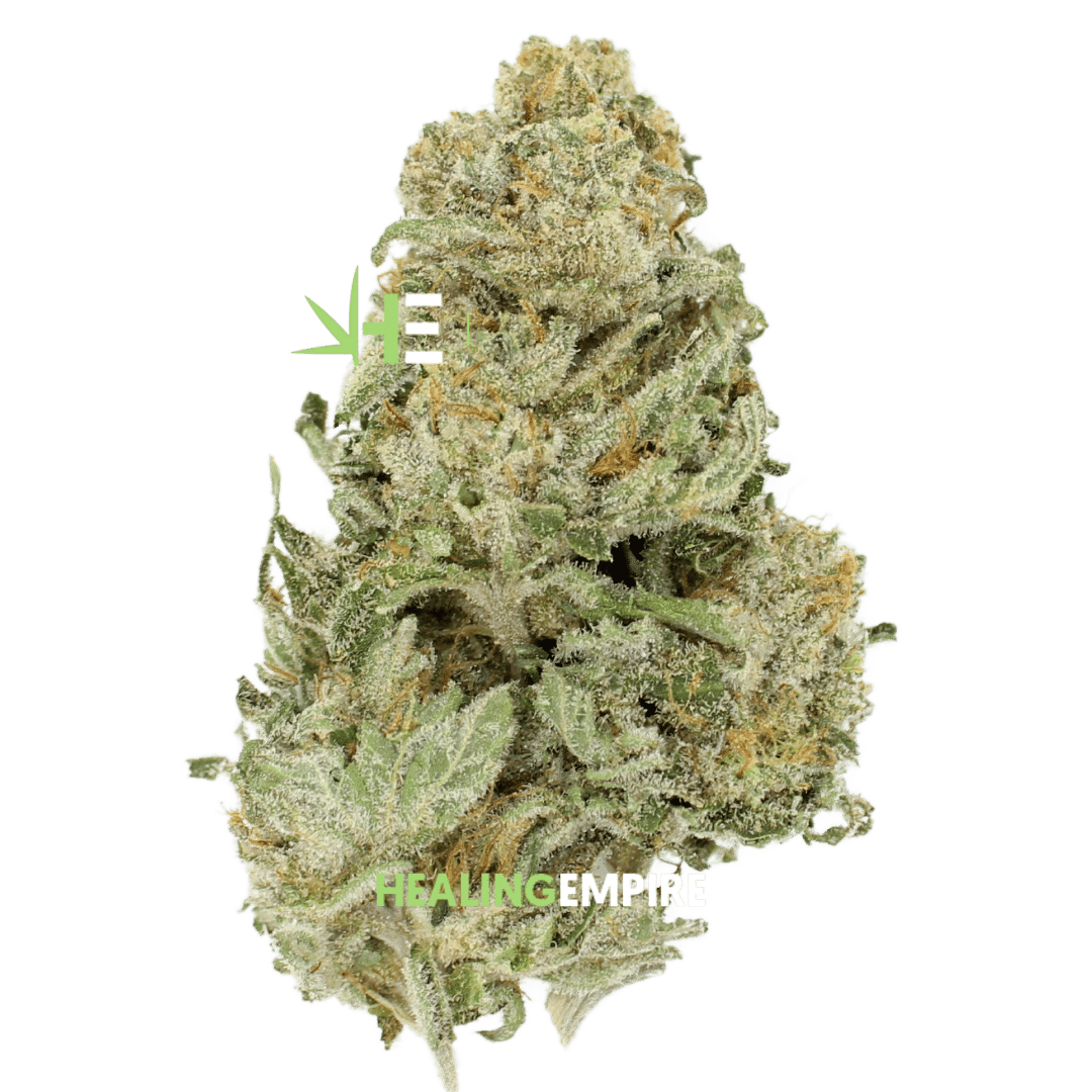 AA+ Alien Dawg