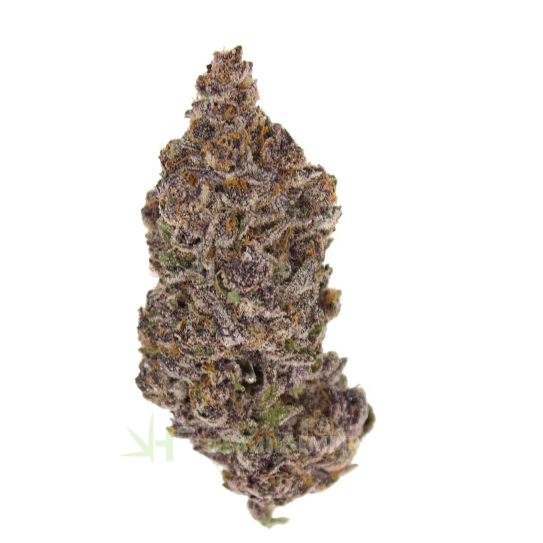 AAAA Tropicanna Gelato By KOOTENAY Exotics ☀️