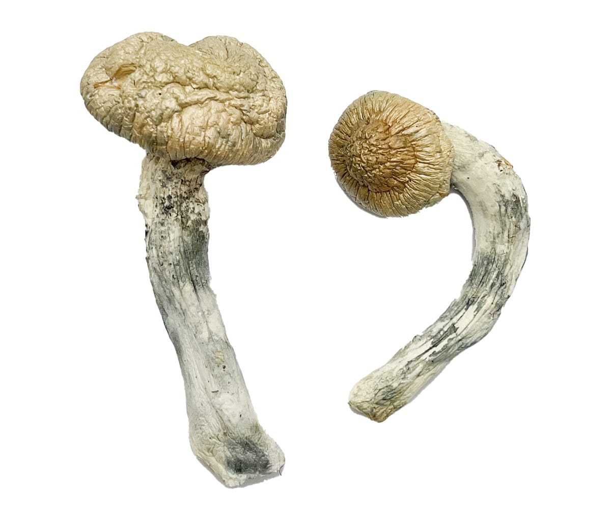 Thrasher magic mushroom