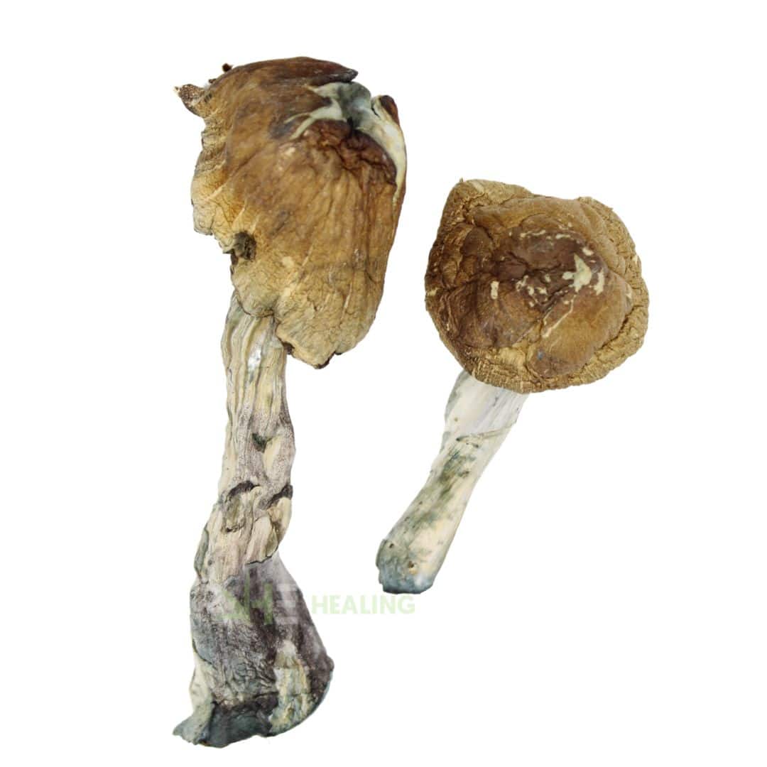 Koh Samui Magic Mushrooms