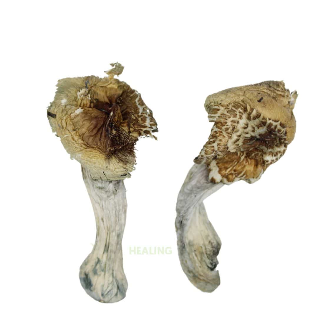 AAAA Blue Meanie Mushrooms