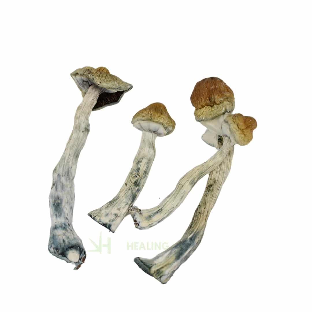 Blue Aztec Magic mushrooms