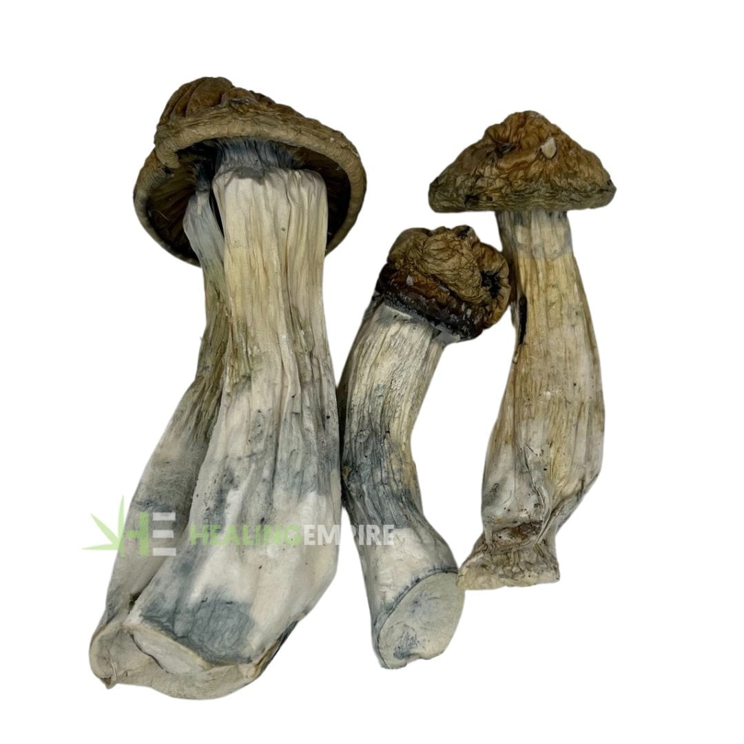 Thrasher Penis Envy Mushroom