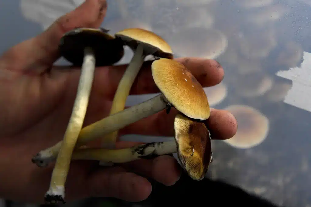 History of Mazatapec, Maxatapec Mushroms, magic mushrooms