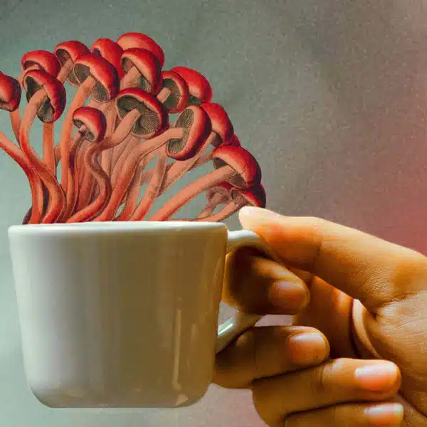 Magic Mushrooms Tea, Mushrooms Tea