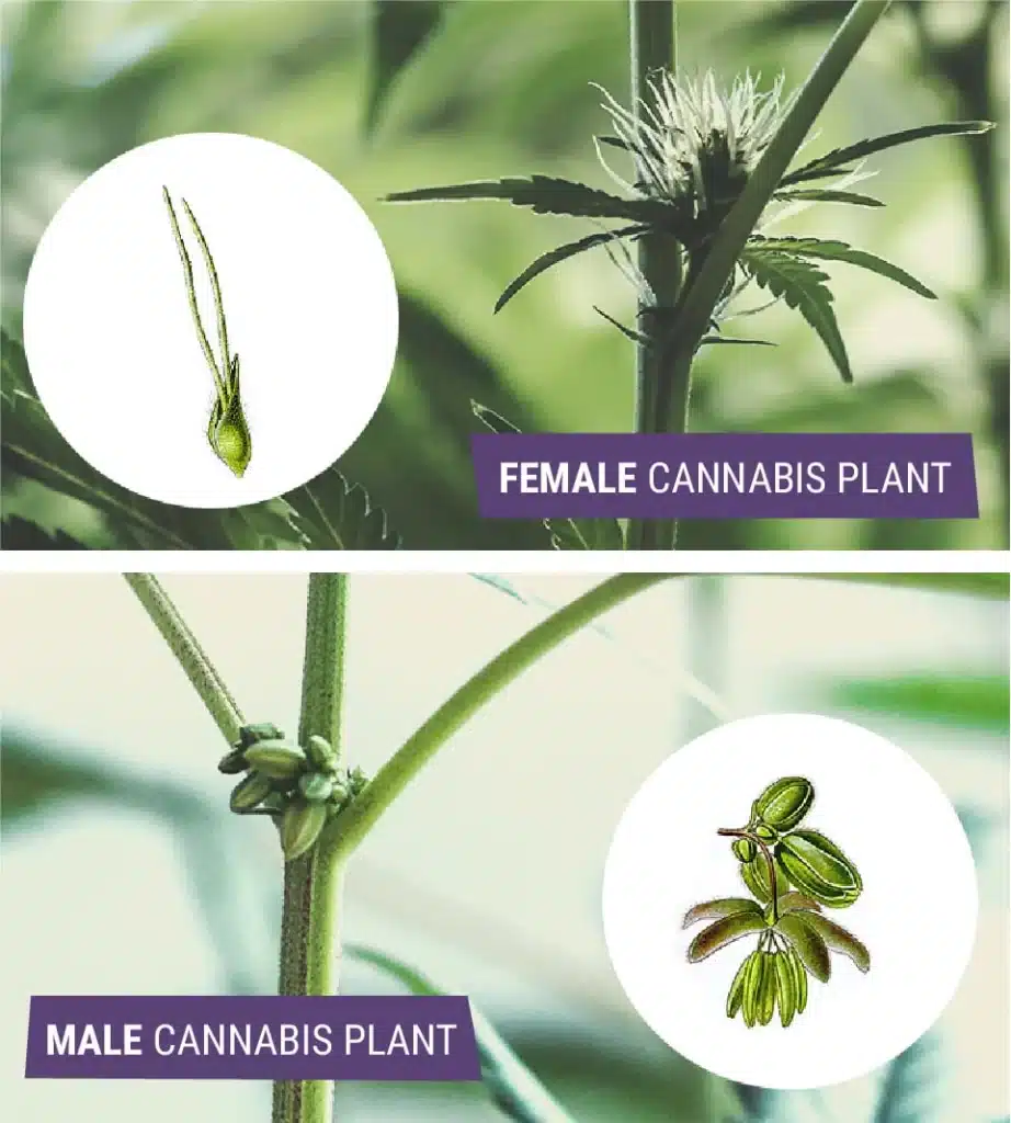 Cannabis, Cannabis Plant, Weed, Marijuana, Female Cannabis , Female Cannabis plant, Male Cannabis Plat, Male Cannabis