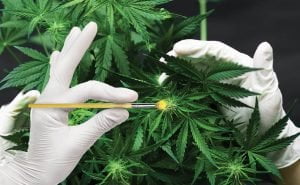 Cannabis, Cannabis Breeding, Marijuana Breeding, Marijuana, Weed