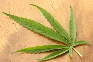 Sativa, Cannabis strain, Sativa Cannabis, Cannabis, Sativa Strain, Weed