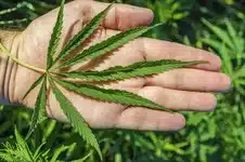 Sativa, Cannabis strain, Sativa Cannabis, Cannabis, Sativa Strain, Weed