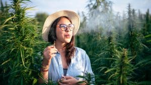OG Kush, OG Kush Cannabis Strain, Cannabis Strain, Cannabis Strain, Marijuana, Weed, OG Kush Effect 