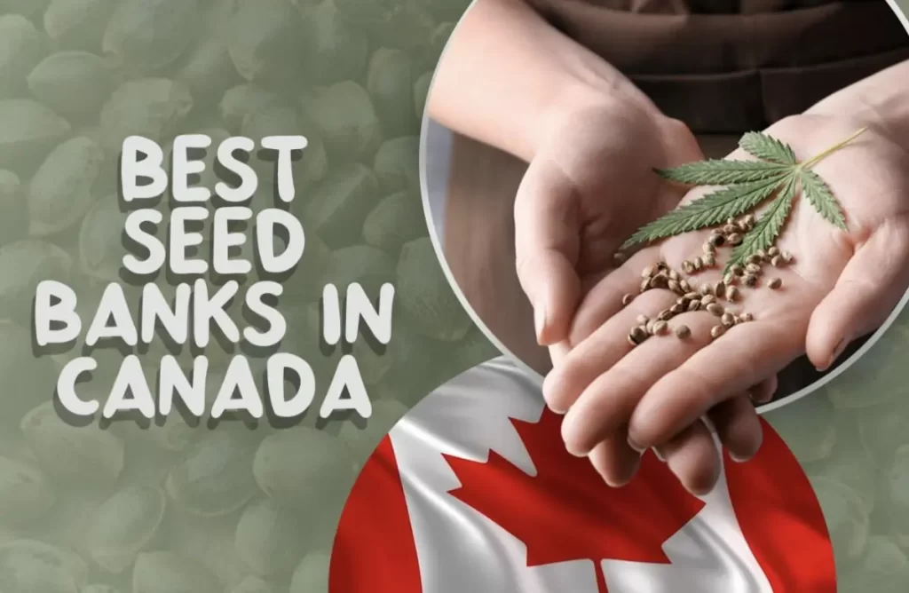 Cannabis Seed, Seed Bank, Cannabis cultivation, Canadian seed banks, Recreational cannabis, High-quality seeds, Crop King Seeds, True North Seed Bank, Quebec Cannabis Seeds, Crop Trust Seed Bank, Auto-flowering seeds, Feminized seeds