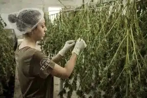 Cannabis Home grow, Cannabis home planting, Cannabis Growing, TOB Cannabis, Cannabis plan in Bucket, Cannabis Bucket growing Method