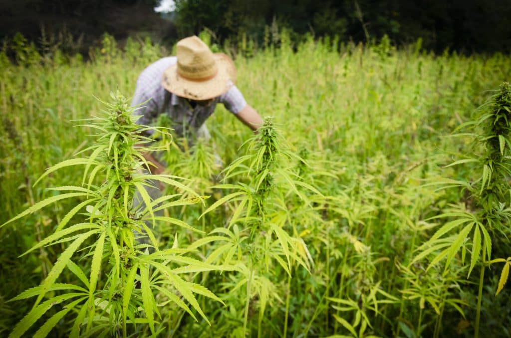 Cannabis, Canadian Cannabis Farm, cannabis Farm, Cannabis Legalization, HEXO Corp, Sundial Growers, Whistler Medical Marijuana Corporation, WMMC, 7ACRES, Broken Coast Cannabis, Cannabis Industry, Cannabis cultivation,