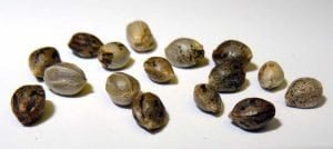 Cannabis Home grow, Cannabis home planting, Cannabis Growing, TOB Cannabis, Cannabis plan in Bucket, Cannabis Bucket growing Method, Cannabis Seed, Seed
