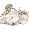 Half Pound: AAAA ALBINO ZILLA MUSHROOMS