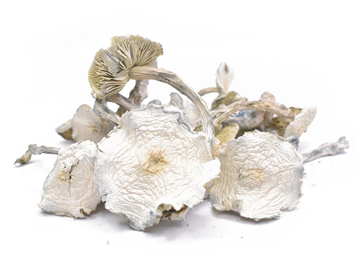 AAAA ALBINO ZILLA MUSHROOMS