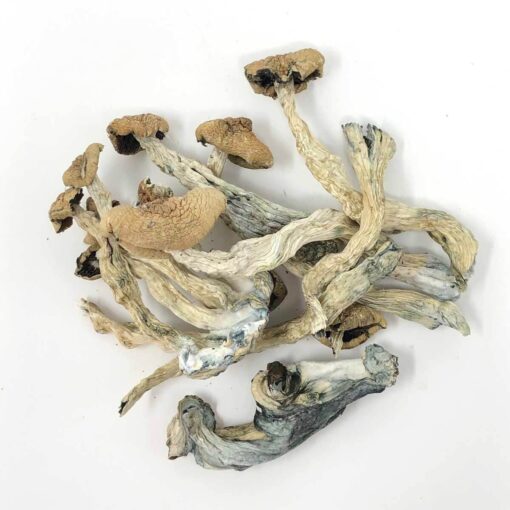 Golden Teacher Magic Mushroom