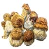 Half Pound: AAAA CODE BLUE Mushroom