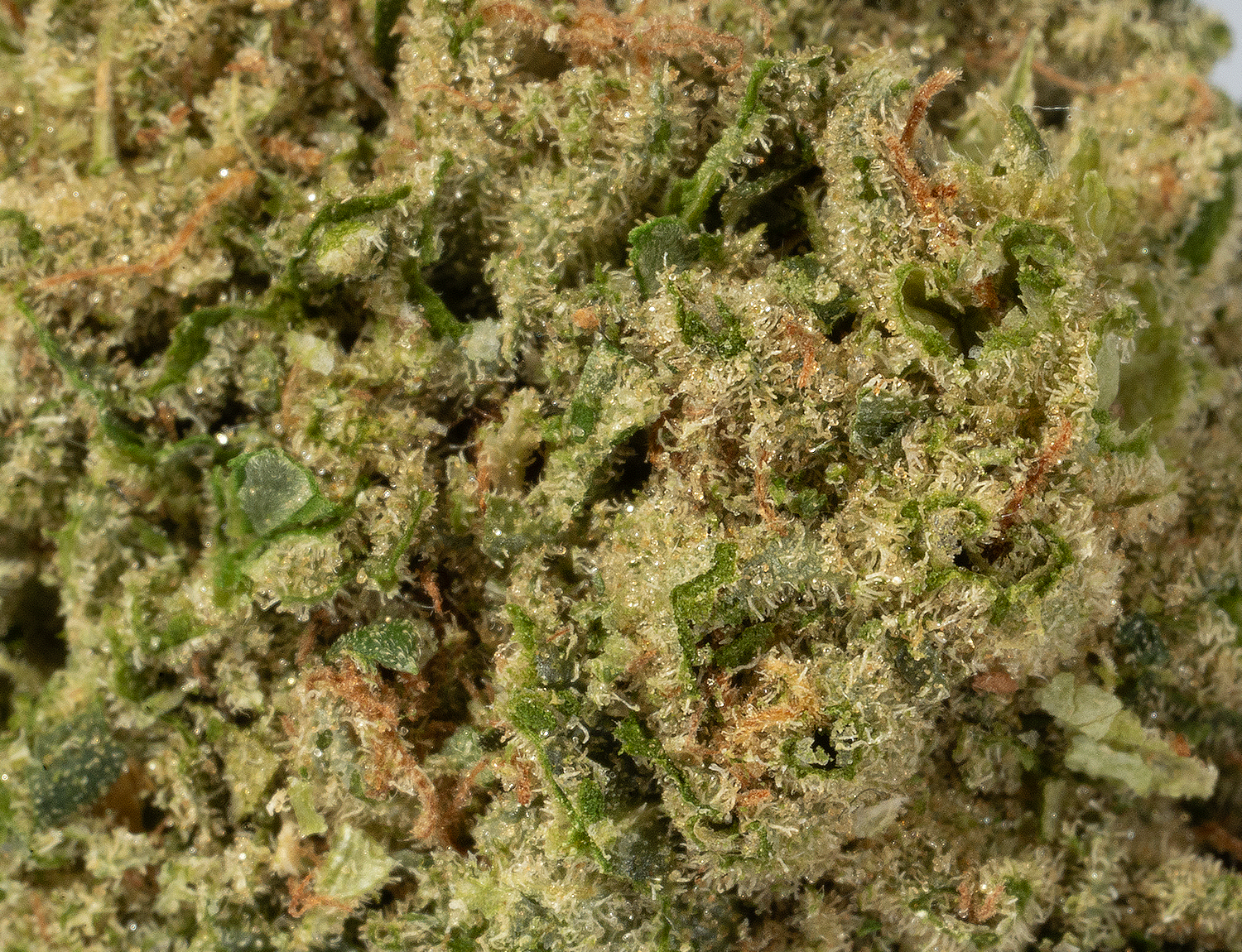 Astral Herbs - Alien OG - Image 3