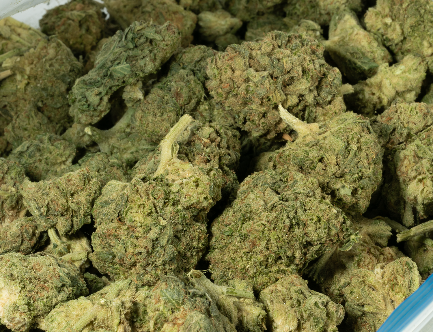 Astral Herbs - Alien OG - Image 5