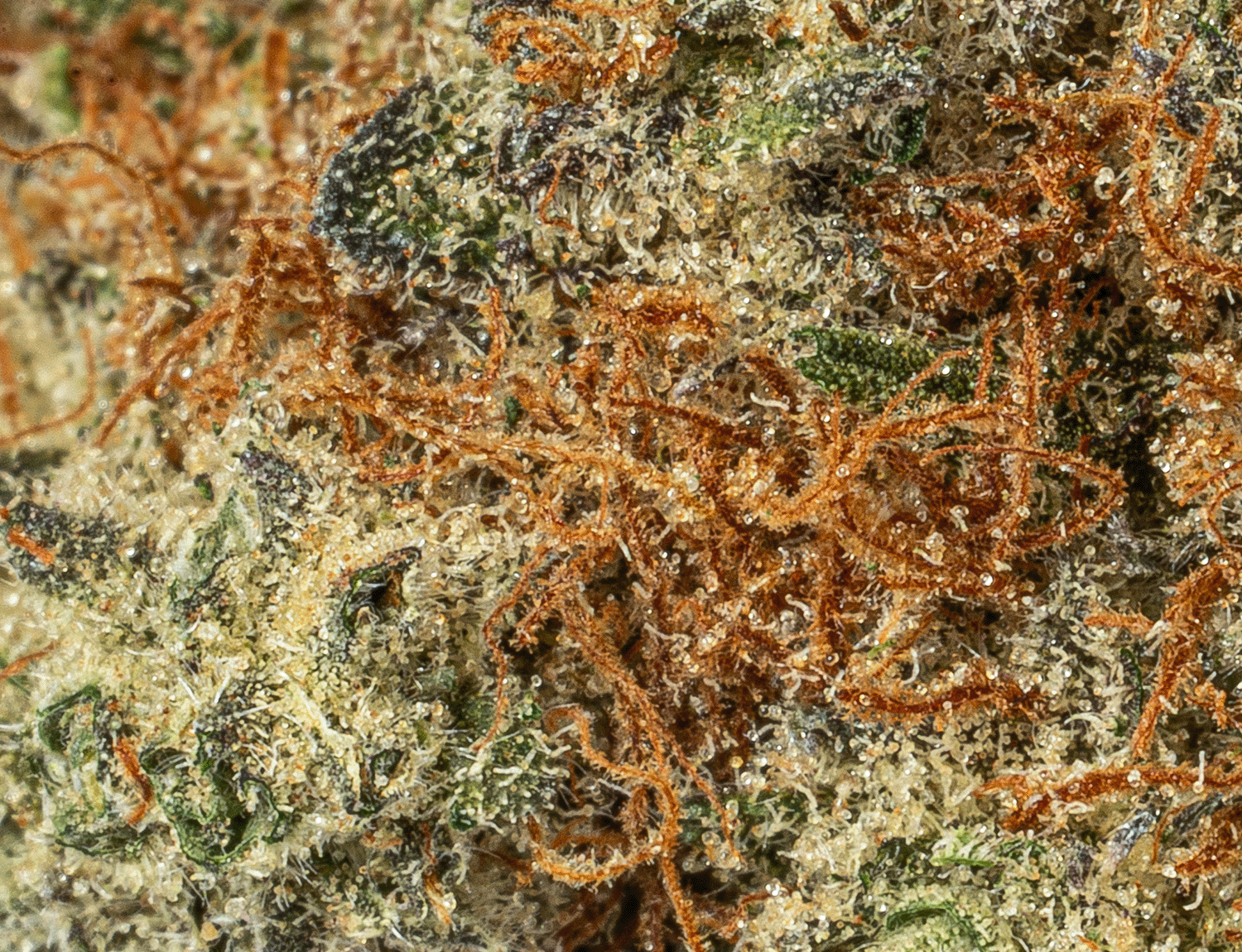 BC Legacy - Blueberry Ice Cream - Image 3