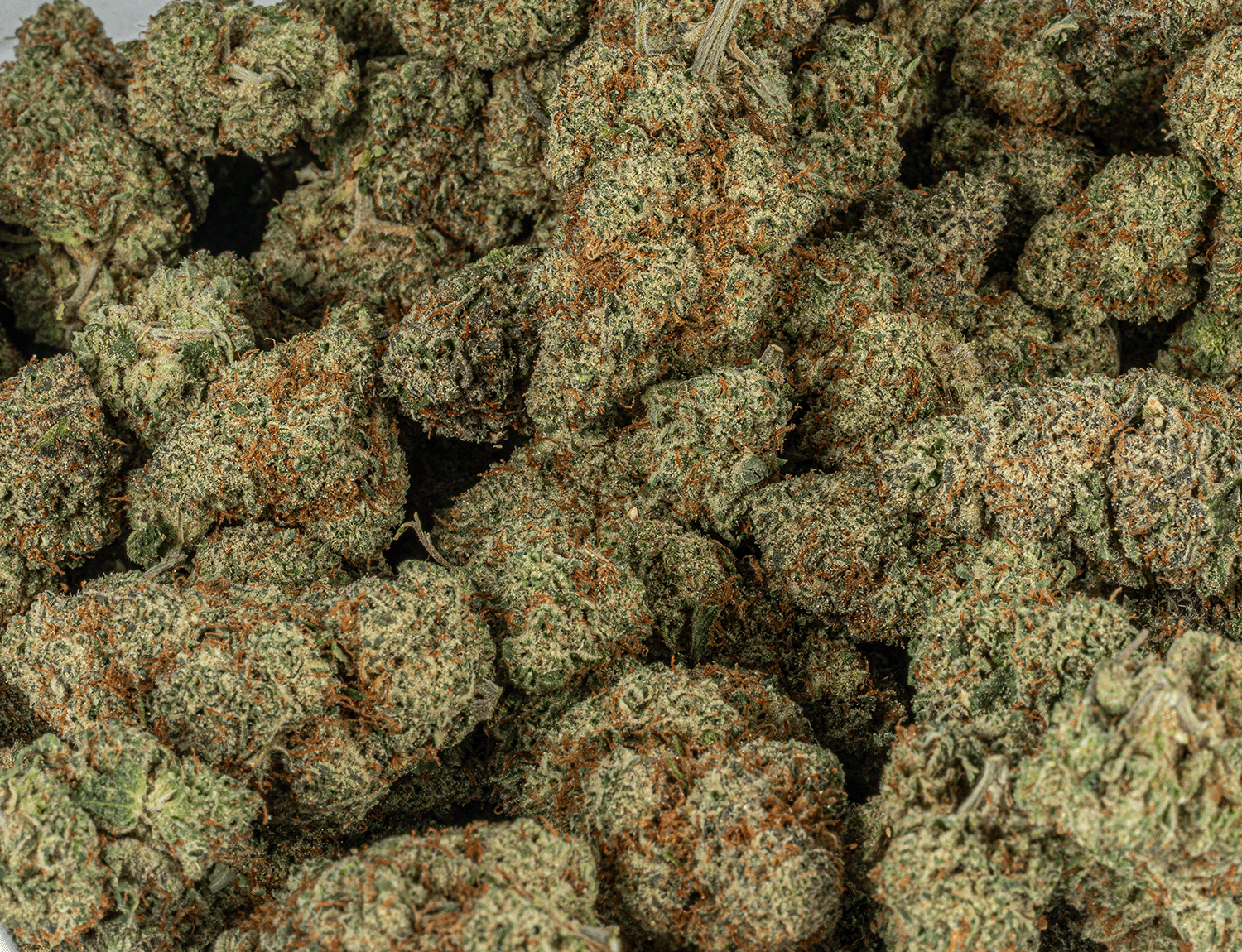 BC Legacy - Blueberry Ice Cream - Image 5