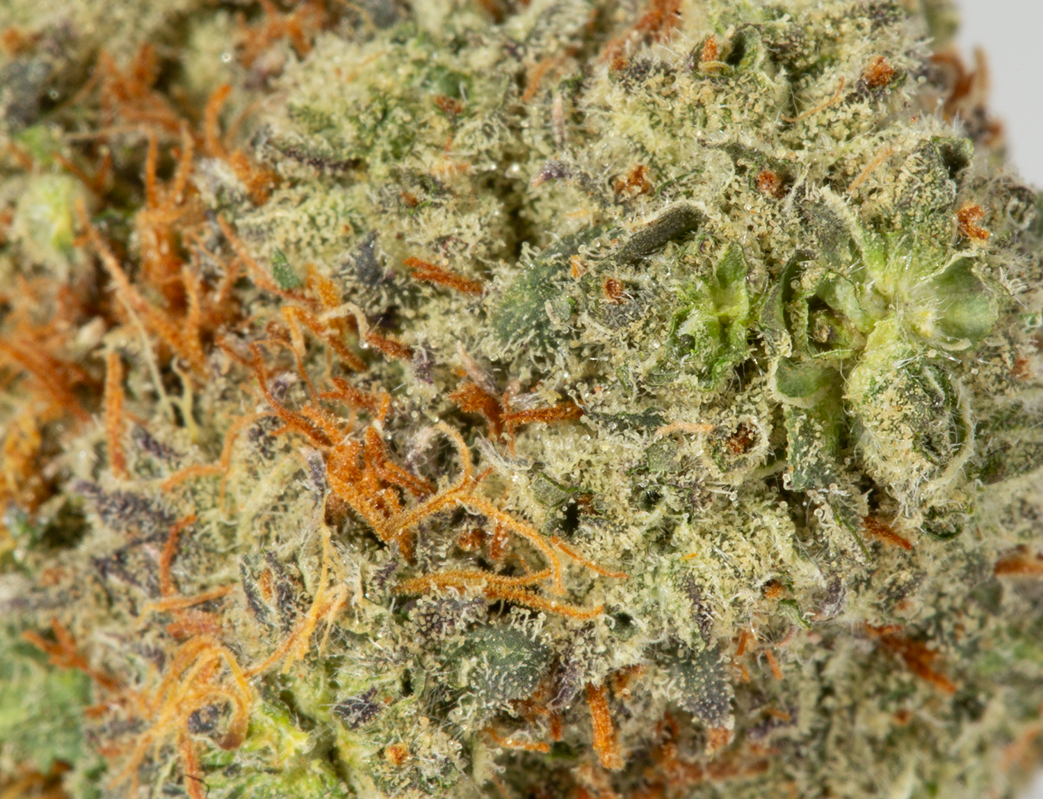 BC Legacy - Berner Cookies - Image 5