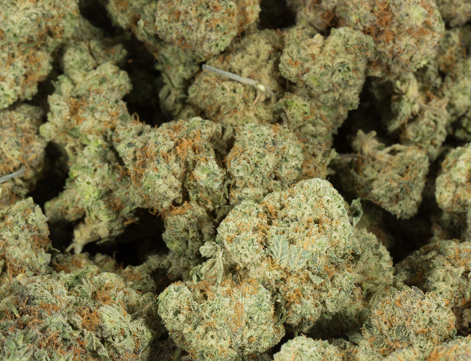 BC Legacy - Berner Cookies - Image 6
