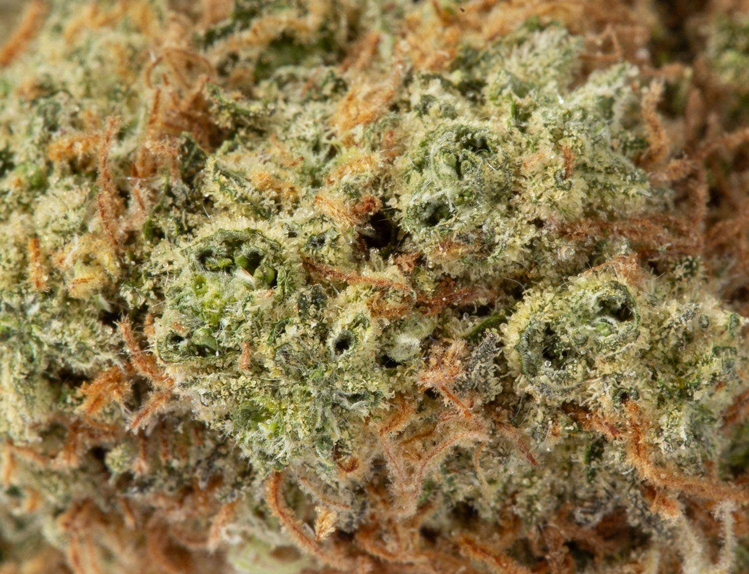 Astral Herbs – Blue Dream - Image 3
