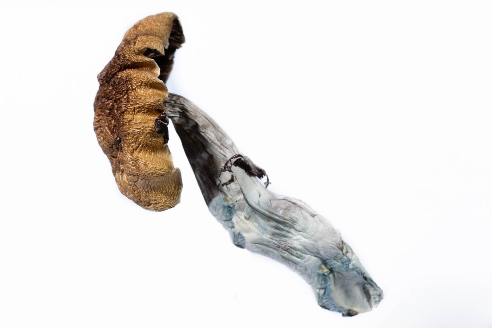 A-One Mushrooms - Blue Meanies - Image 2