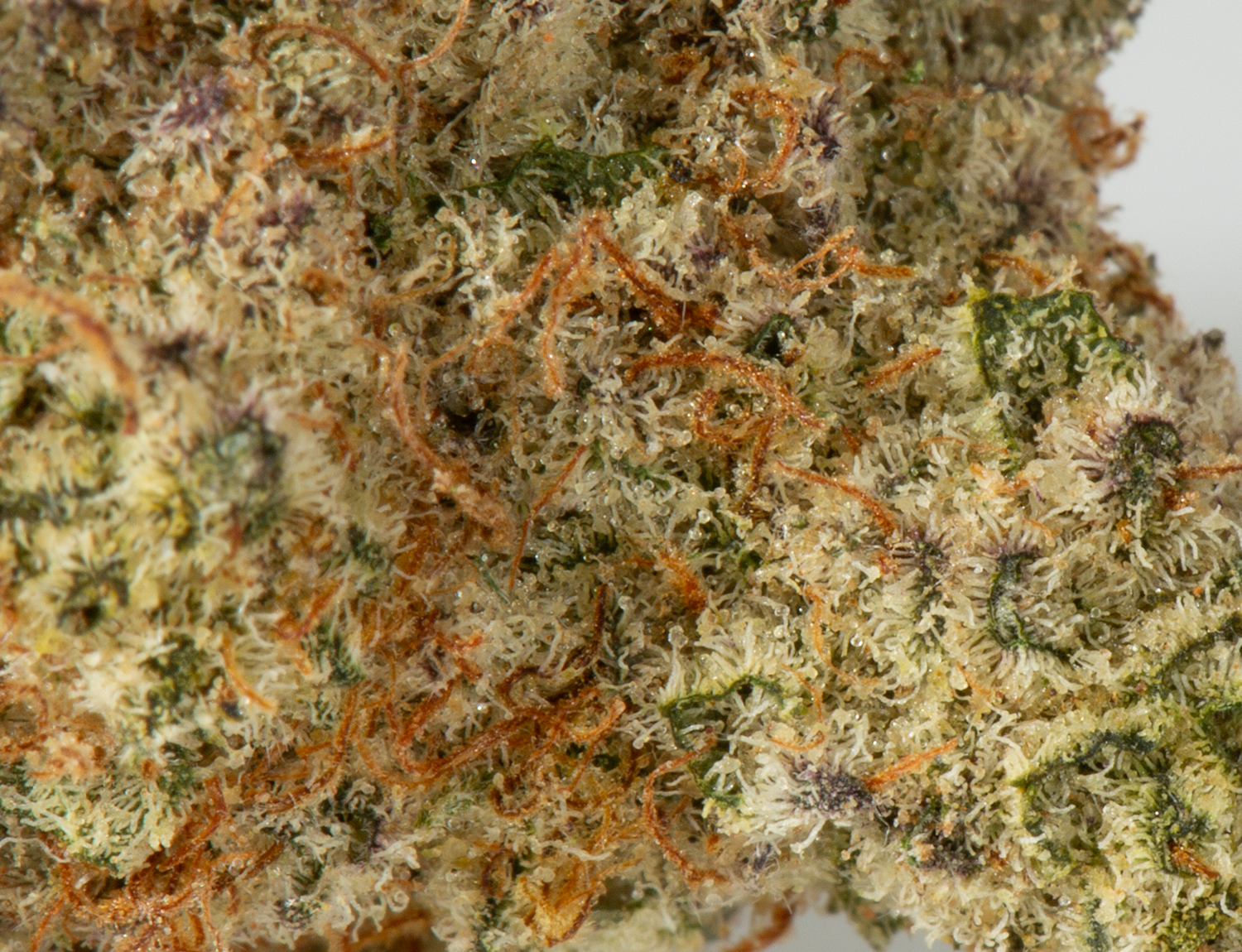Astral Herbs - Dream Berry - Image 5