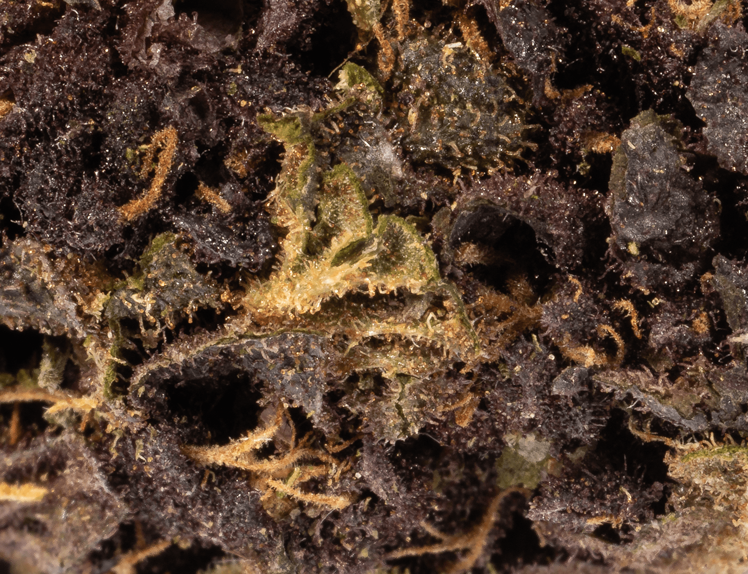 Astral Herbs - Grape Stomper - Image 3