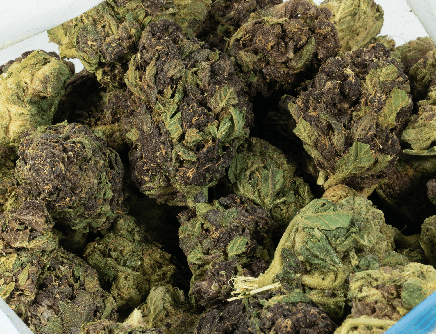 Astral Herbs - Grape Stomper - Image 5
