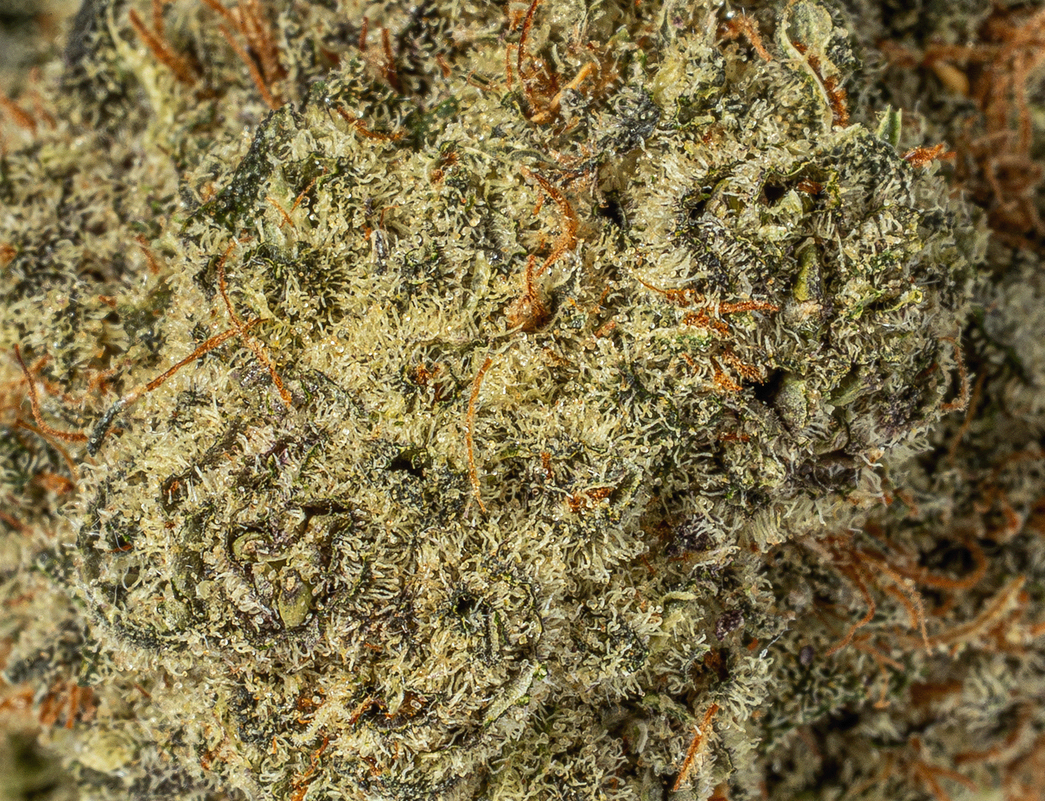 Astral Herbs - Meat Breath - Image 3