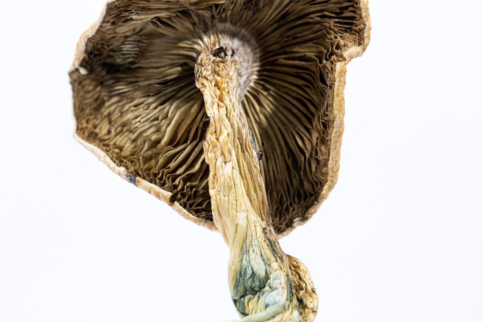 A-One Mushrooms - Amazonian - Image 3