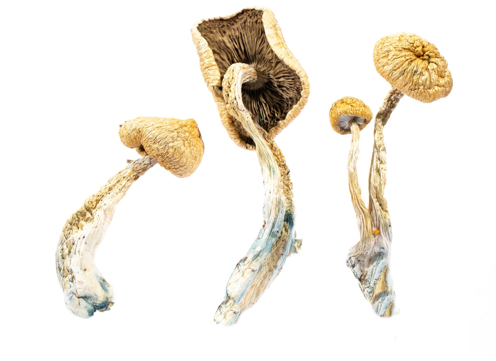 A-One Mushrooms - Amazonian - Image 4