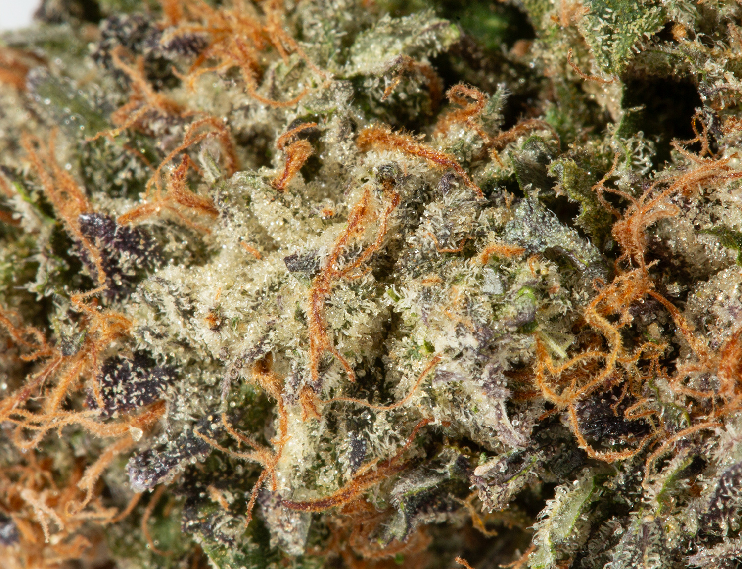 BC Legacy - Mr.Nice - Image 3